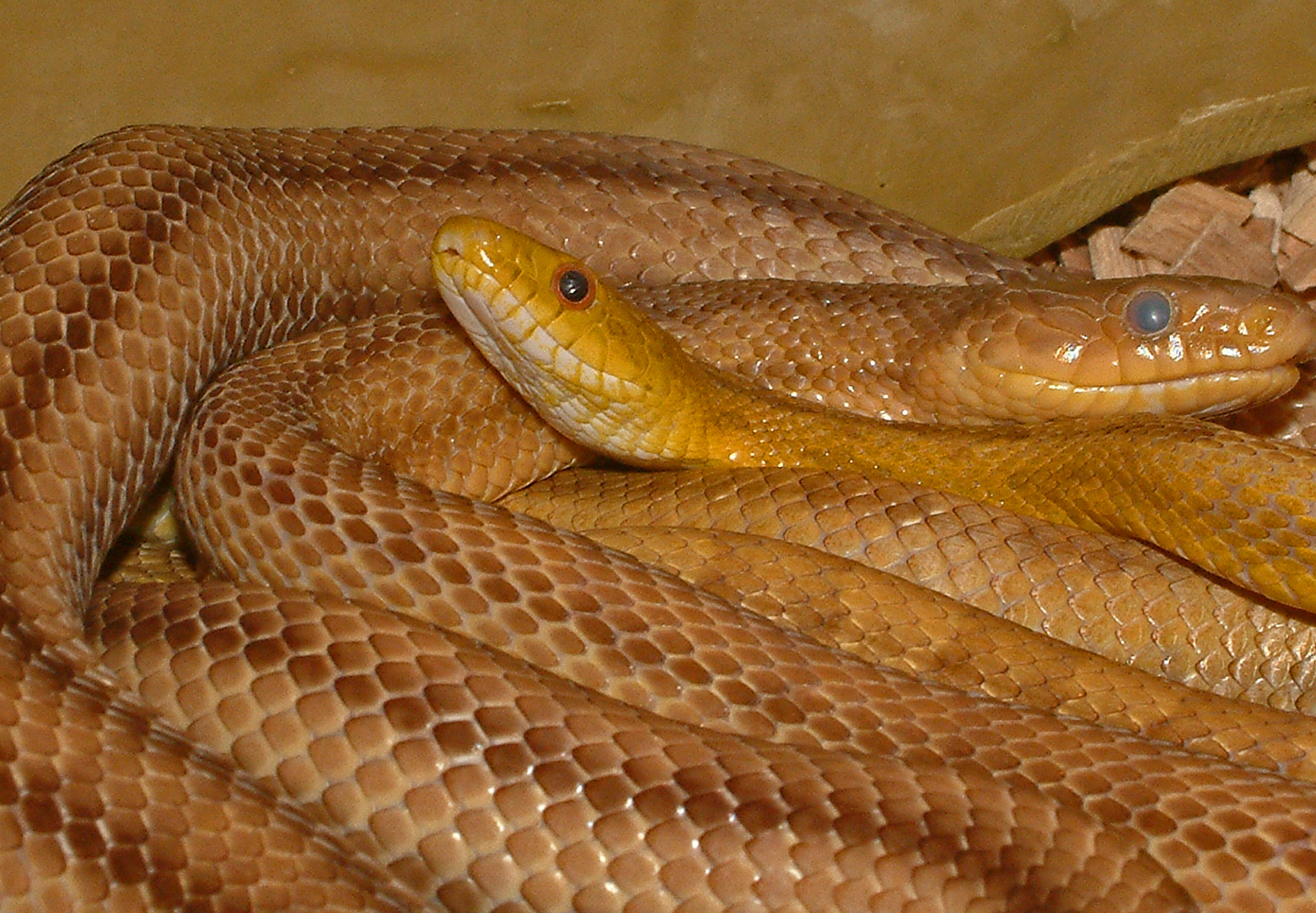 Pantherophis Obsoletus Quadrivittatus